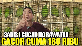 BIKIN KENA MENTAL ! CUMA KIOS LANGGENG JAYA YG NEKAD JUAL CUCAK IJO GACOR BONUS JINAK CUMA 180 RIBU