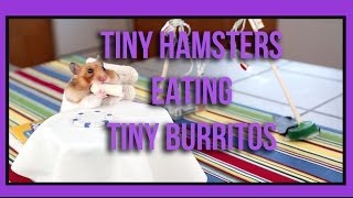 Ep. 1 - Tiny Hamster Eating Tiny Burritos