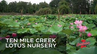 Show 719A Ten Mile Creek Lotus Nursery