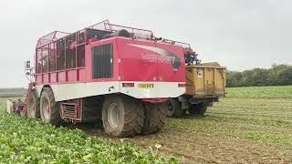 Lifting sugar beet Vervaet Evo Beet Eater 625 with sound