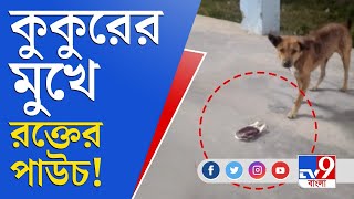 উত্তরবঙ্গ মেডিকেলে শিউরে ওঠা ছবি, রক্তের পাউচ মুখে নিয়ে ছোটাছুটি করছে কুকুর! | North Bengal Medical