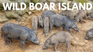 Visiting Mysterious Wild Boar Island in Tsengwen Reservoir in Chiayi, Taiwan (Jul. 8, 2019)