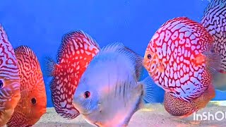 Discus Fish (Nuovi Arrivi Febbraio 2025) by @natureaquariumdesign