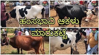 Haunsbhavi Cow market ಹಂಸಭಾವಿ ಆಕಳು ಮಾರುಕಟ್ಟೆ