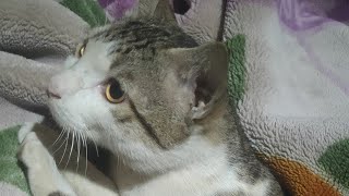 cat fight funny video
