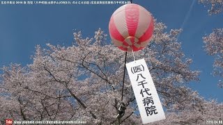 広島の風景2016春 花見 「八千代湖(土師ダム)の桜2/2」のどごえ公園 04.08 安芸高田市 Scenery of Hiroshima Spring,Yachiyo Lake(Haji Dam)