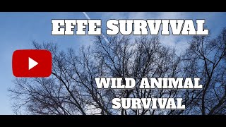Wild animals survive, wild animals, wildlife, animals