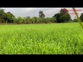 พาชมบรรยากาศท้องทุ่งนา เพลินๆ สบายตา สบายใจดี take a look at the rice fields enjoy feel good