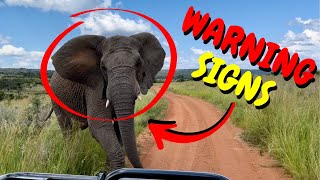 How To Tell If An Elephant Is About To Attack (WARNING SIGNS)