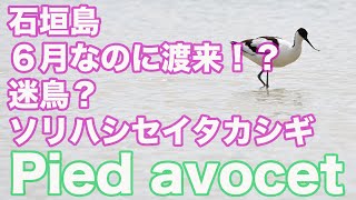 【６月に渡来は迷鳥！？】石垣島にソリハシセイタカシギ１羽渡来！！ Pied avocet