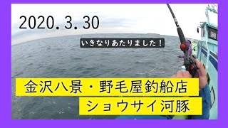 2020.3.30.野毛屋釣船店　ショウサイフグ