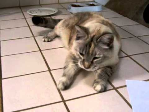 Cat Reverse Sneeze Cat Reverse Sneeze