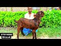 তোতাপুরি ও বিটল ৭ টি হাই কোয়ালেটি ছাগল। ep 170 goat haat totapuri farmbanijjo @farmbanijjo