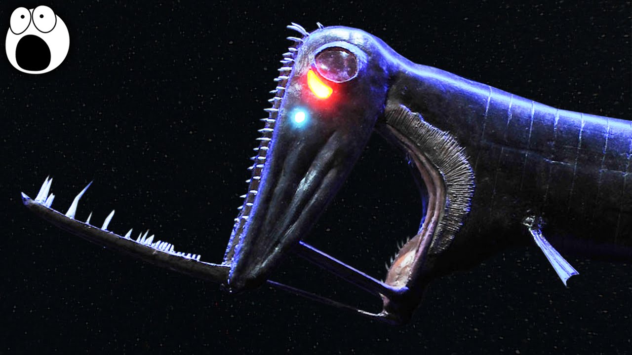 Strangest Deep Sea Creatures Enviromens