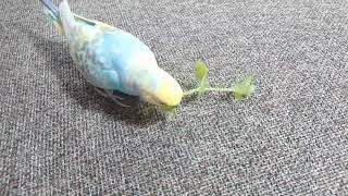 セキセイインコ ララちゃん