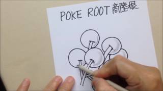 如何畫Zentangle®圖樣  How to draw the Zentangle® Pattern POKE ROOT