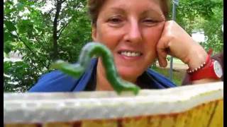 inch worm in Quebec: GREEN ORGANIC MEASURING.