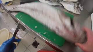 Ronaldthefish filleting a silver fish