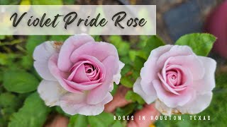 Lilac/lavender rose - Violet Pride rose / Roses In Houston