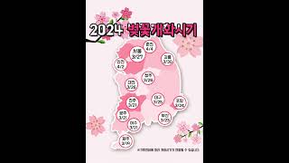 2024 벚꽃개화시기 미리 알아두세요! 🌸📆