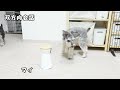 360°見渡せるドッグカメラ新型furboファーボが凄かった！【ミニシュナ多頭飼い】