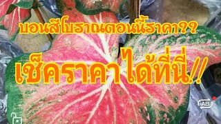 เช็คราคาบอนสีประจำสัปดาห์