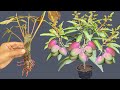 This Is The Secret To Grow Mango Cuttings / How To Grow Mango Tree From Cutting