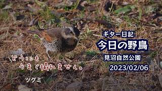 ギター日記　今日の野鳥　・　見沼自然公園　2023年2月6日