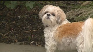 Pop-up dog park in Clifton brings community together