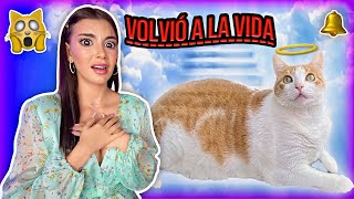 🐈 CAMPANITA VOLVIÓ A CASA 🥹 ¡¡2 AÑOS DESPUÉS!! Reencuentro con mi gatita - Lulu9