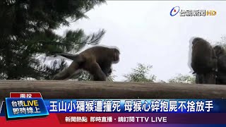 小獼猴為等待餵食遭撞死 母猴抱屍5天4夜