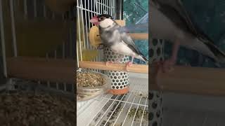 【毎日桜文鳥364日目】水飲みも空振るほどおじい化した文鳥