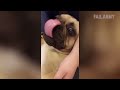 NOT THE SMARTEST DOGS - Derpy Dogs - LAUGH Compilation