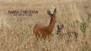 Sarna z młodymi | Roe deer with cubs