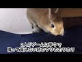 うさぎのホリホリ u0026ガジガジでズボンに穴空いた i was bitten by a rabbit 318