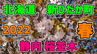 2022春　静内　二十間道路「桜」映像