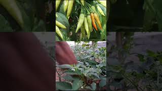 Rahasia pupuk pelebat buah cabe rawit ketika musim hujan #kumeltani #gardening #cabeberbuahlebat