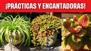 12 PLANTAS IDEALES PARA VIVIR EN UN APARTAMENTO