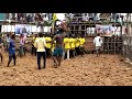 chinnapalamedu marai. ayyapatti jallikattu 2019