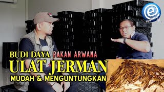 Budidaya menarik & gak perlu lahan yg luas