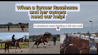 Helping a former Racehorse and her owners ~ chestnut mares!