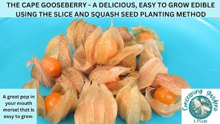 PLANTING CAPE GOOSEBERY USING THE SLICE AND SQUASH METHOD - SO EASY, BASICS, TIPS & MORE.