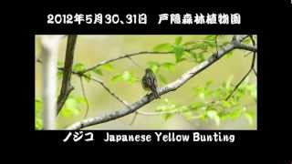 戸隠森林植物園　初夏の小鳥たち　2012年5月30、31日　Bird Songs