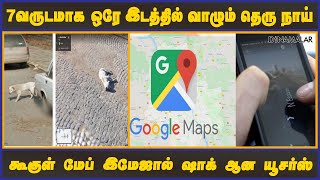 7 வருடமாக ஒரே இடத்தில் வாழும் தெரு நாய் கூகுள் மேப் இமேஜால் ஷாக் ஆன யூசர்ஸ்