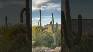 Saguaro Cactus - Scottsdale, AZ  #saguaro #youtubeshorts #shorts #travel #arizona #cactuslove #cacti