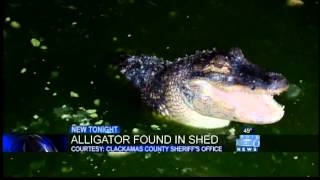 'Wally' the alligator recovered from Clackamas County shed