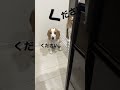 【ビーグル】ご飯ください shorts ください なんかください ビーグル ビーグル犬 犬 いぬ 圧