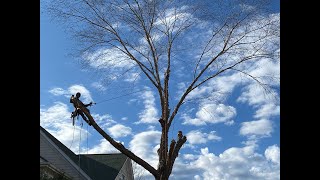 2020 Tree cutting compilation!!!