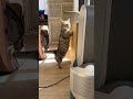 段ボールに入りたいのに全然飛べないたらちゃんｗ＃short＃マンチカン＃短足マンチカン cat 猫のいる日常