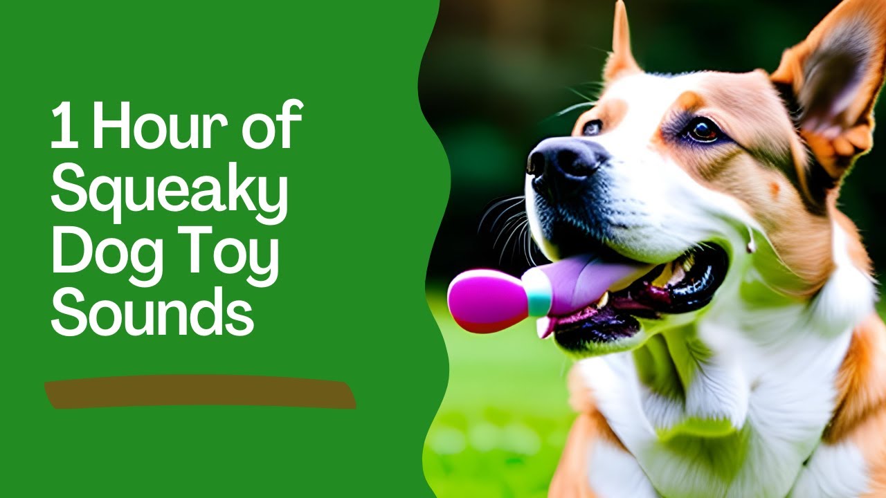 1 Hour Of Squeaky Dog Toy Sounds Calming Pet Playtime Sounds Youtube